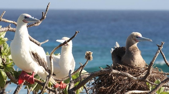 Plan d'action européen pour protéger les oiseaux de mer des captures accidentelles Sans-t22