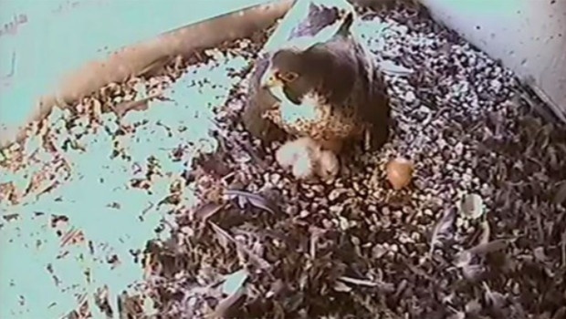 Trois faucons naissent à Paris, une première depuis le XIXe siècle  Sans-t25