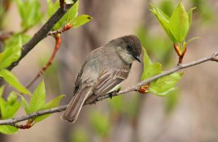 Accueillir les oiseaux dans sa cour Sans-t37