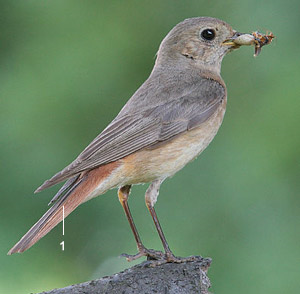 Identifier Les Oiseaux Des Parcs Et Des Jardins Au Printemps