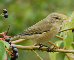 Identifier Les Oiseaux Des Parcs Et Des Jardins Au Printemps