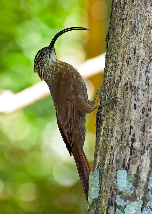 Brésil: 15 nouvelles espèces d'oiseaux découvertes en Amazonie  Za10