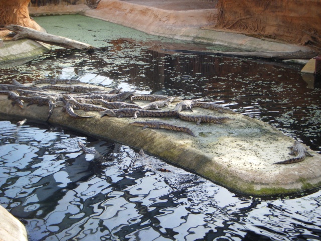 La planète des crocodiles 09_03_26