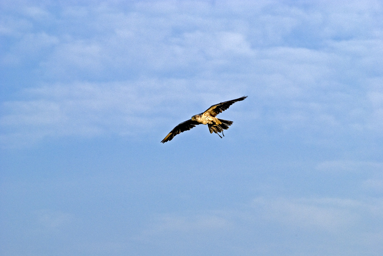 Falco in volo Falco_10