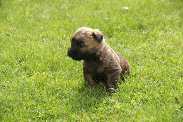 chiots cairn terrier au moulin de la baie Dsc06410