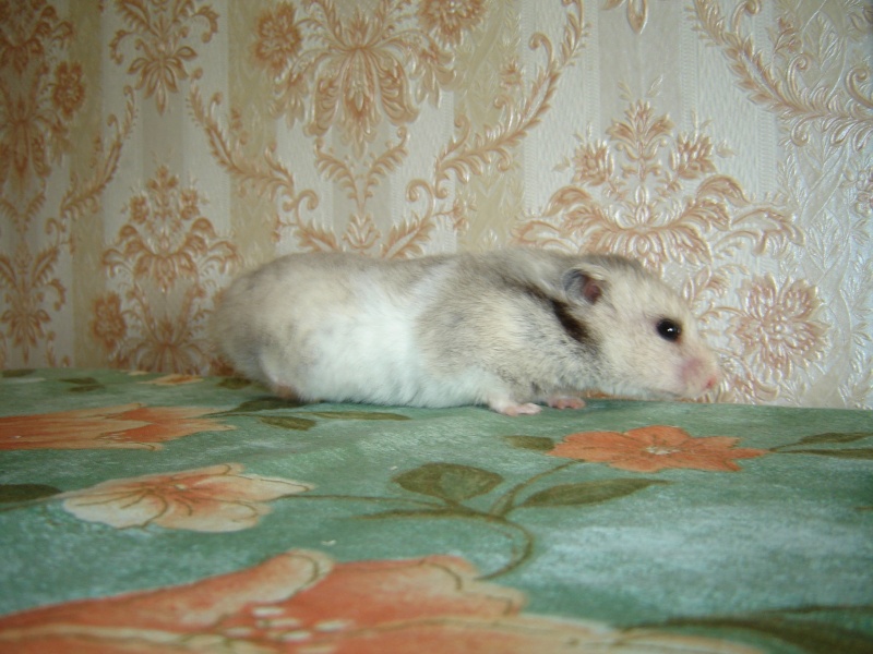mes femelle hamster - Page 5 Photo116