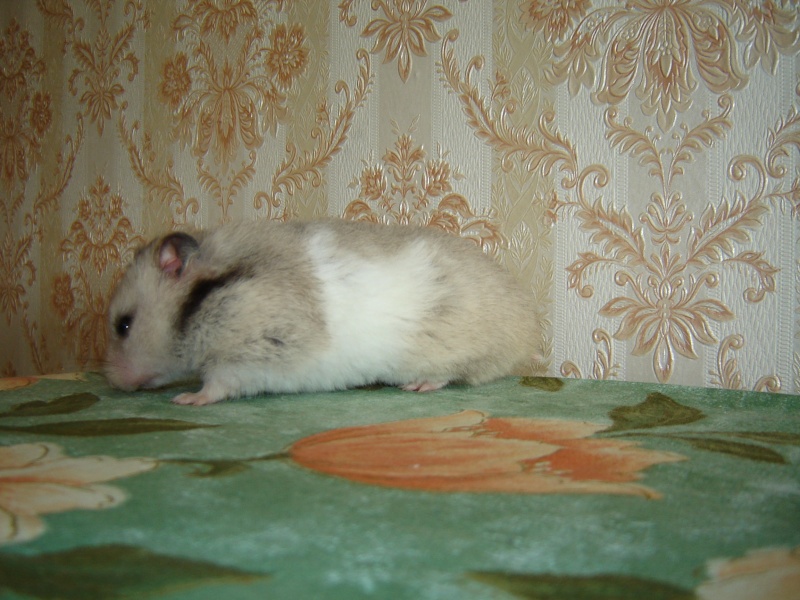 mes femelle hamster - Page 5 Photo117
