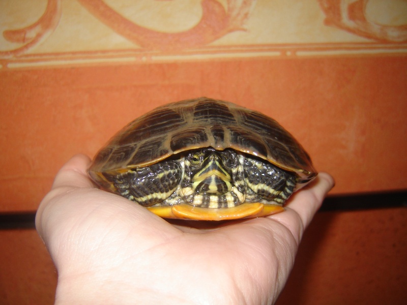 notre tortue - Page 2 Photo_15