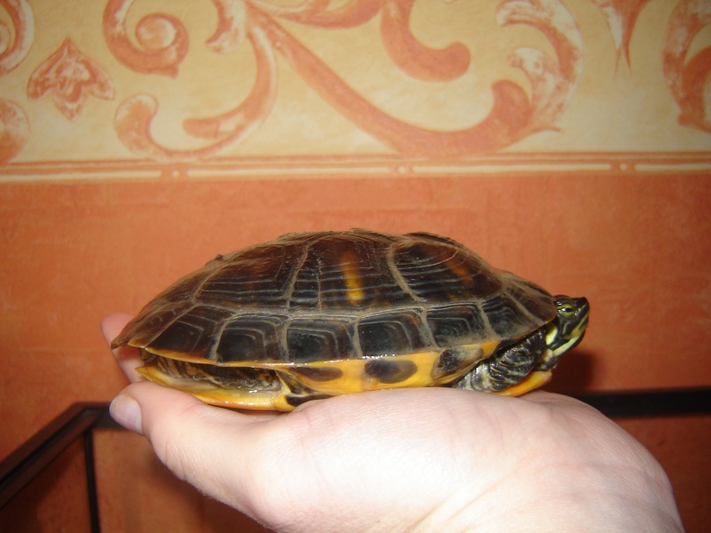 notre tortue - Page 2 Photo_16