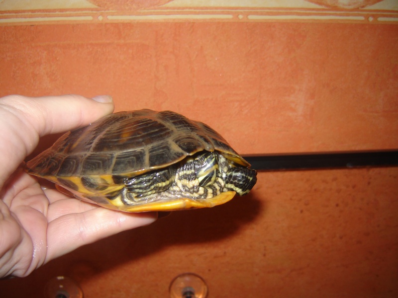 notre tortue - Page 2 Photo_17