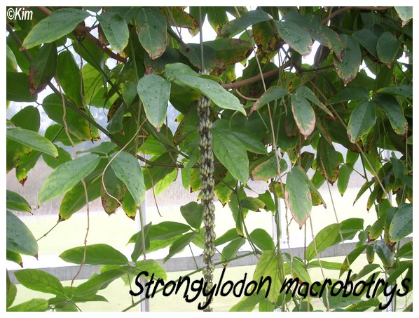 Strongylodon macrobotrys feuilles tri ou bi foliées ? Strong10