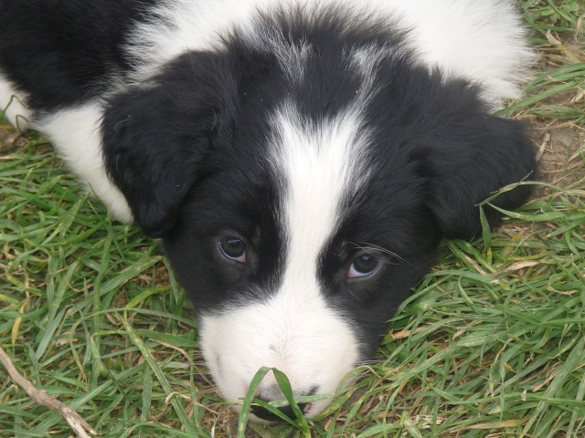 Chiots de la St Valentin!!!!!!!!! - Page 27 P1030212