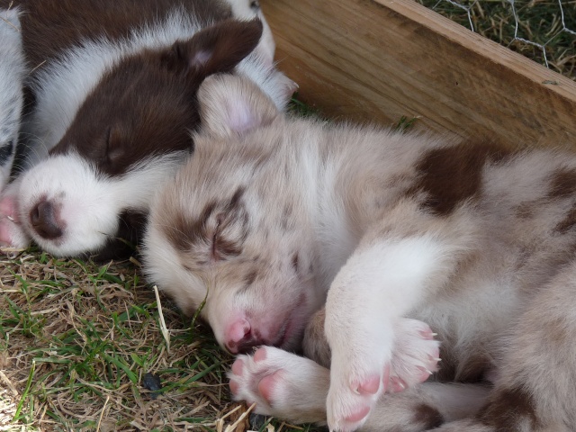 BORDER COLLIE A VENDRE DANS LE 43 !!!! AUVERGNE... - Page 6 P1050516