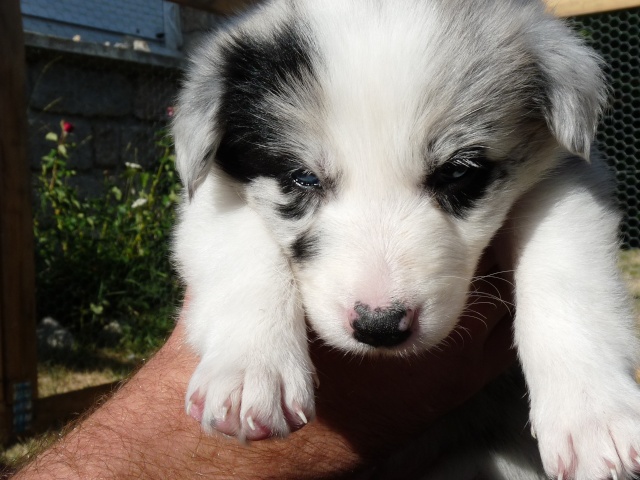 BORDER COLLIE A VENDRE DANS LE 43 !!!! AUVERGNE... - Page 6 P1050518