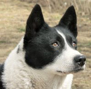 Le Chien d'ours de Carelie /caractéristiques Berger43