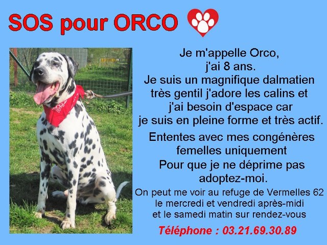 Orco, superbe et adorable Dalmatien de 6 ans (dcd) 93631113