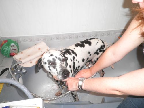 Orco, superbe et adorable Dalmatien de 6 ans (dcd) Orco_110