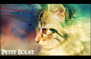 Petit Eclat - Femelle A_kitt10