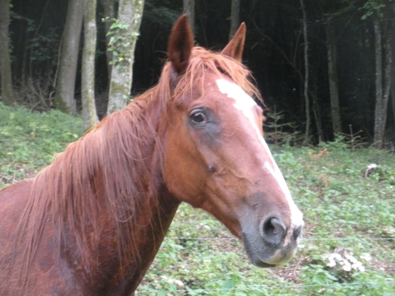 Klara : trotteur français 15 ans ( département 87 ) réservée par sa famille d'accueil Dscn2413