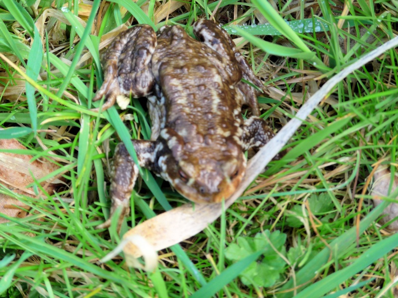 Reproduction chez le crapaud commun Femell10