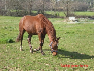 CUPIDON - ONC selle né en 1999 - adopté en juin 2011 - Page 3 Dscn9120