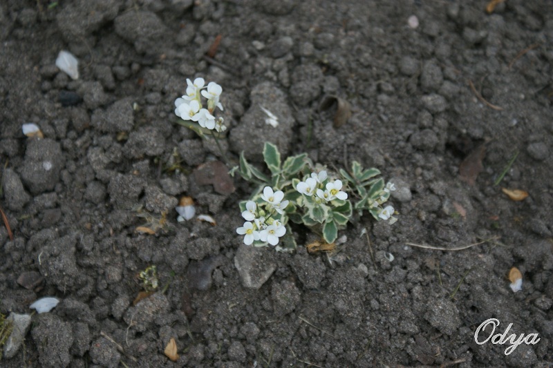 Arabis ferdinandi-coburgi 'Variegata' Aa201317