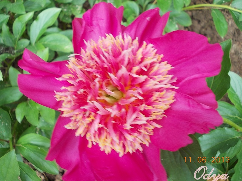 Paeonia, ou pivoines! - Page 23 Aa_20164