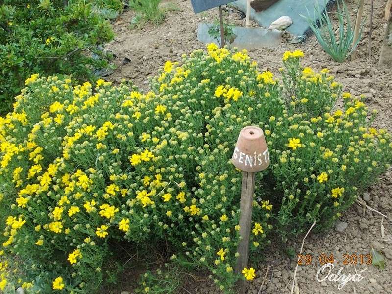 Visite du jardin d'un papy de 83 ans  - Page 2 Mai_2019