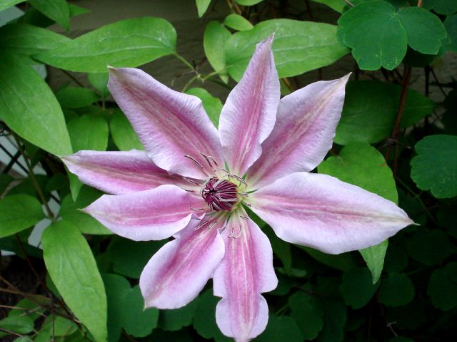 Clematis Nelly Moser 1042_c10