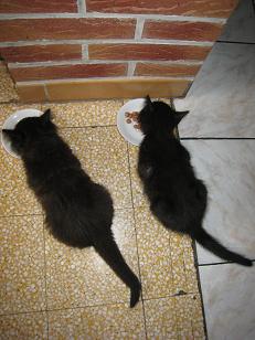 Epson, chaton noir né fin avril 2009 Img_5214