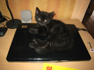 Epson, chaton noir né fin avril 2009 Img_5216