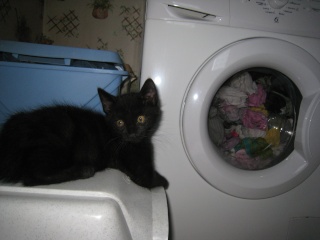 Epson, chaton noir né fin avril 2009 Img_5511