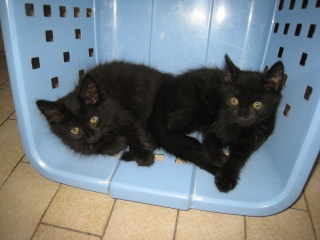 Epson, chaton noir né fin avril 2009 Img_5512