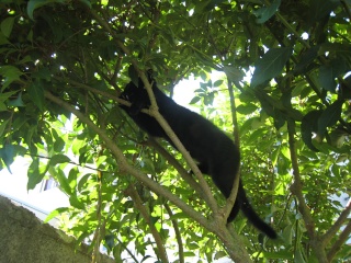 Epson, chaton noir né fin avril 2009 Img_5611