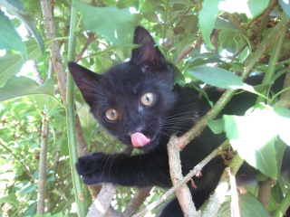 Epson, chaton noir né fin avril 2009 Img_5613