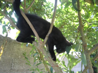 Epson, chaton noir né fin avril 2009 Img_5614