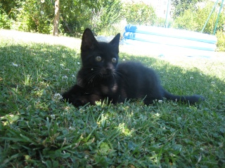 Epson, chaton noir né fin avril 2009 Img_5616