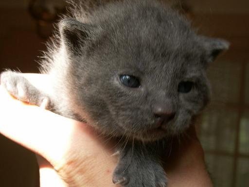 Bannière et avatar si c'est possible ! Chaton12