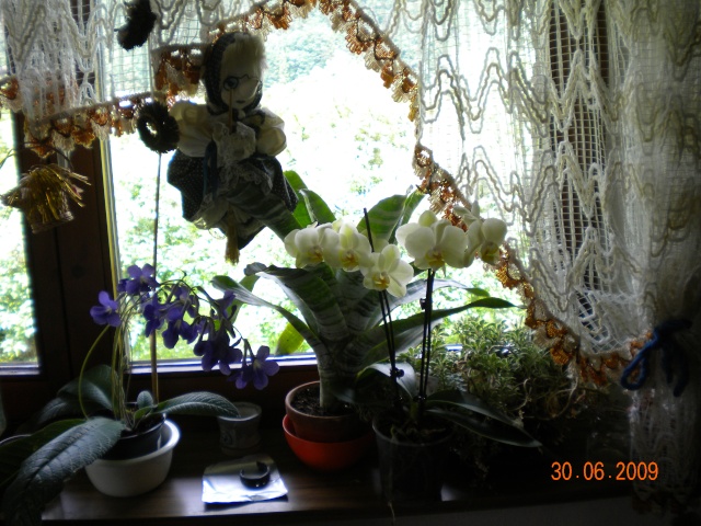 "Orchideen" Dscn0110