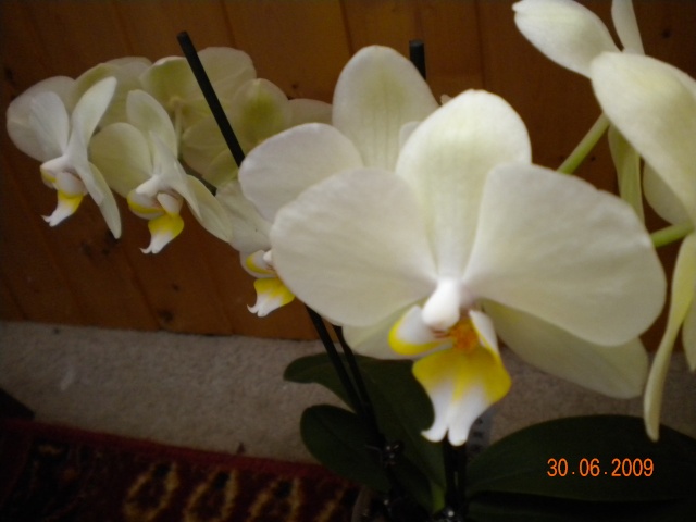 "Orchideen" Dscn0114
