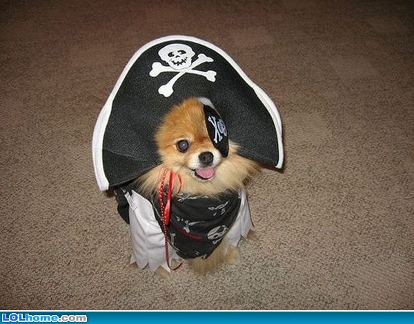 PirateBay Puppy Version 1.1 Funny-10