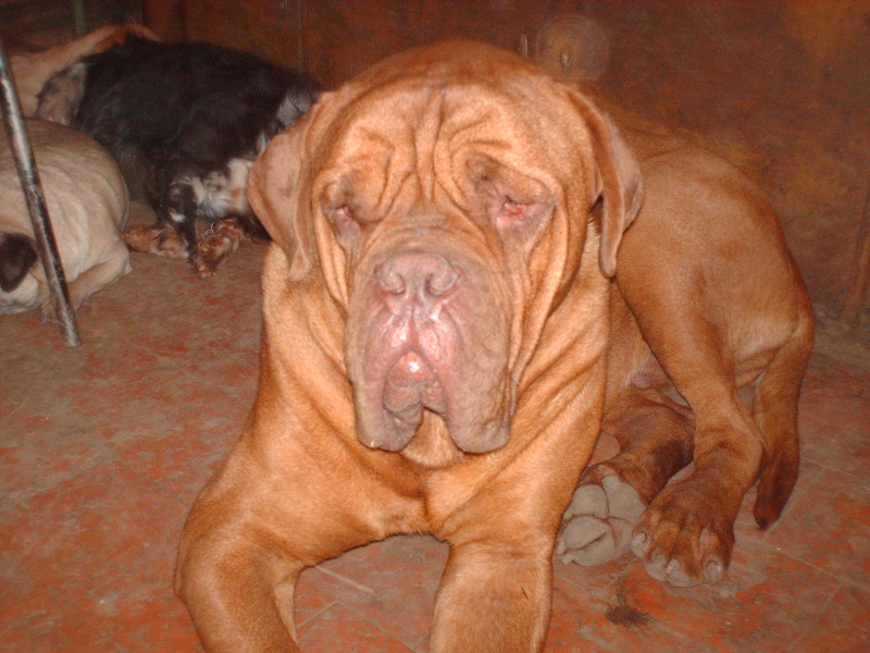 Buck, dogue de bordeaux 00210