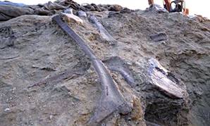 Dünyanın en büyük fosil katmanı 09102210