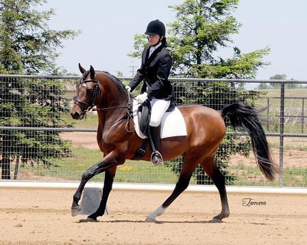 Top 3 Pacific Slope and Champion stallion-MF Khafaz Fahim Jrsveo10