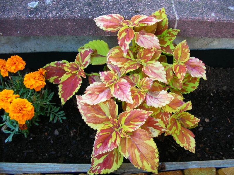 Coleus Nouvea18