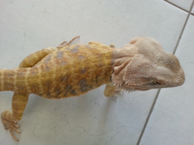 pogona tête blanche! 20130510