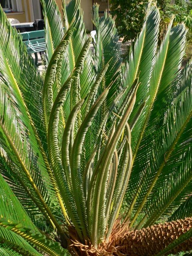 Cycas revoluta P1150016