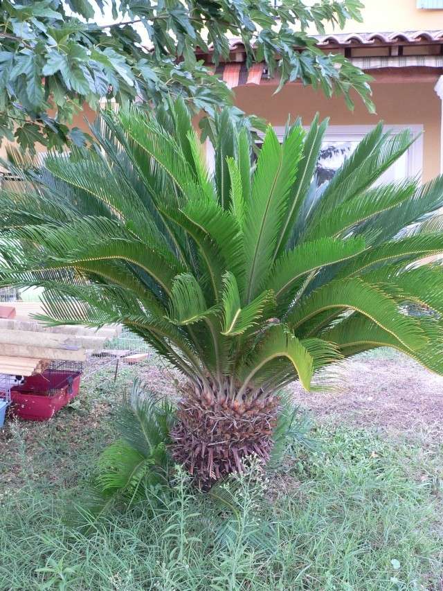 Cycas revoluta P1150049