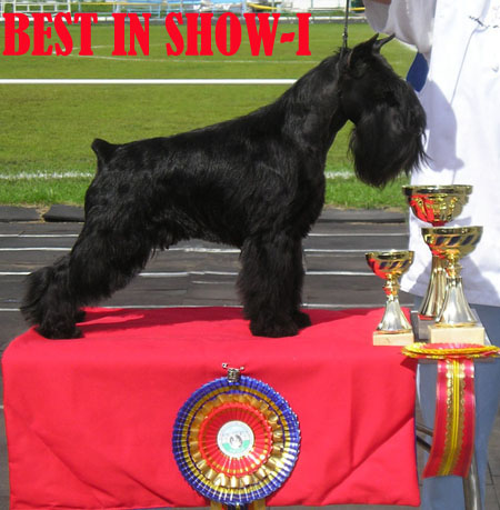 "Amstel and Don" expect  puppies from UNJEDI FLAMENCO DANCER x MELODIYA GARMONII S TAGANIEGO ROGA Flamen10