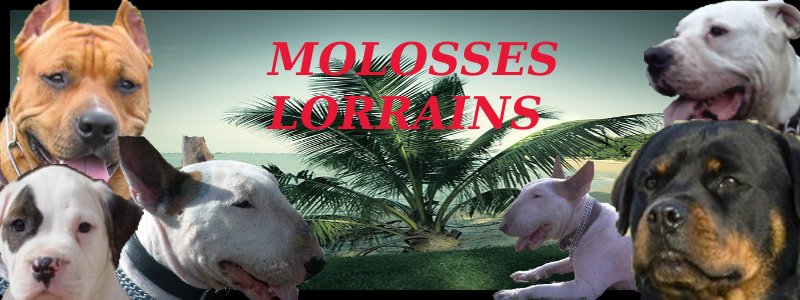 molosses lorrains